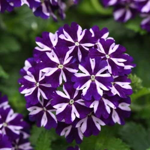 Firehouse&trade; Violet Vortex Verbena