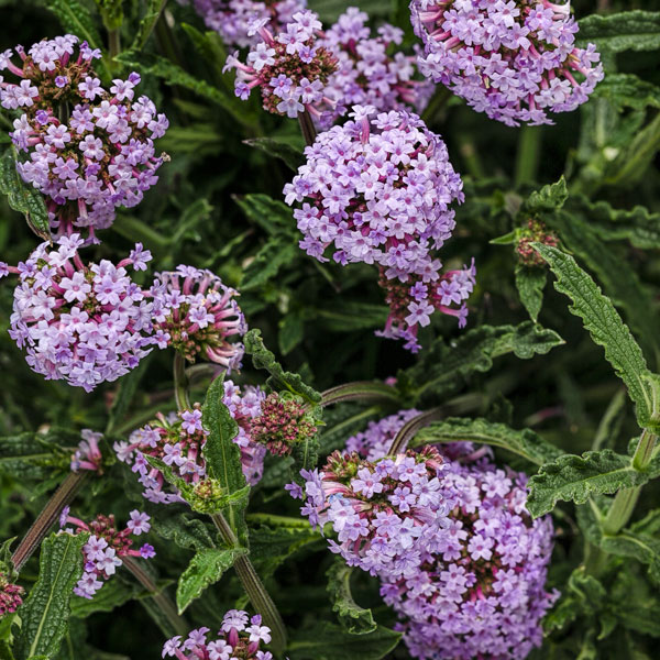Meteor Shower® Verbena