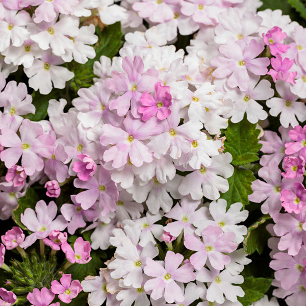 Superbena® Pink Cashmere™ Verbena