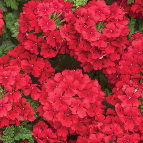 Superbena&reg; Red Verbena