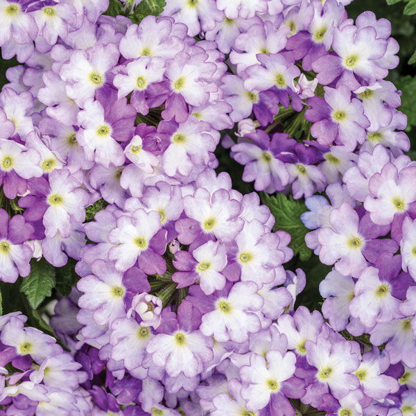 Superbena Sparkling® Amethyst Verbena