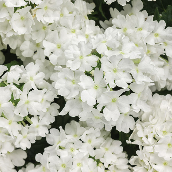 Superbena® Whiteout™ Verbena