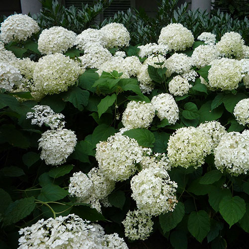 Annabelle Hydrangea