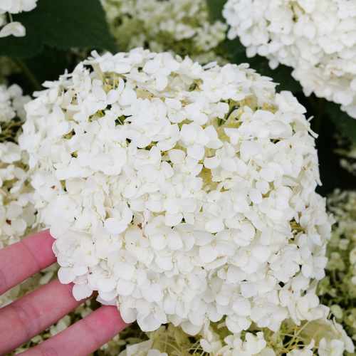 Invincibelle Wee White® Hydrangea 2.0