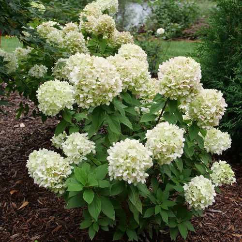 Powerball&reg; Hydrangea