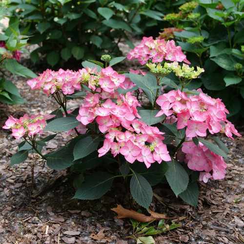 Let's Dance Hot Stepper&reg; Hydrangea