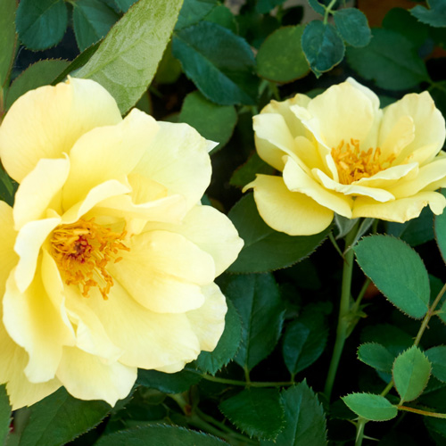 Yukon Sun™ Rose