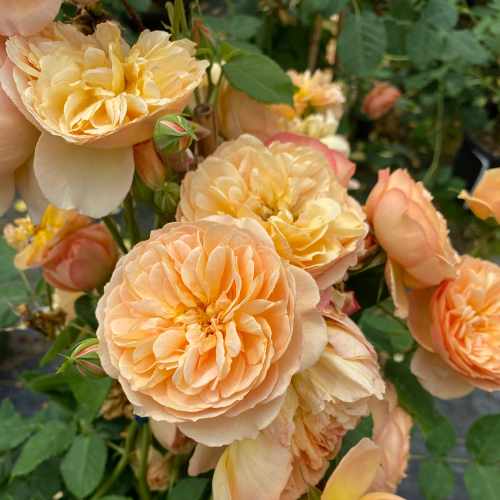 Flavorette® Honey-Apricot Edible Rose