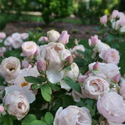 Flavorette® Pear'd Edible Rose