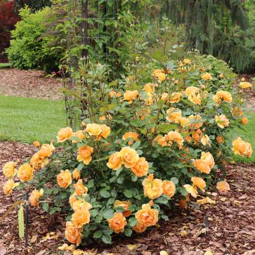 Reminiscent&reg; Ginger Rose