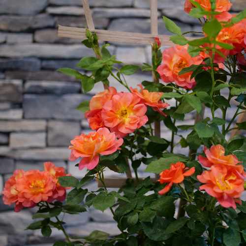 Rise Up Emberays® Rose