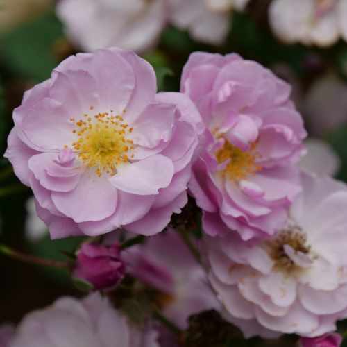Rise Up Lilac Days&reg; Rose