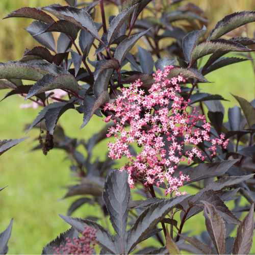 Pink Pony™ Elderberry
