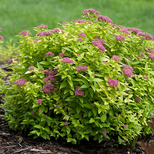 Double Play® Gold Spirea