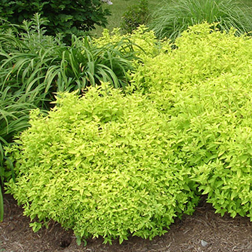 Goldmound Spirea