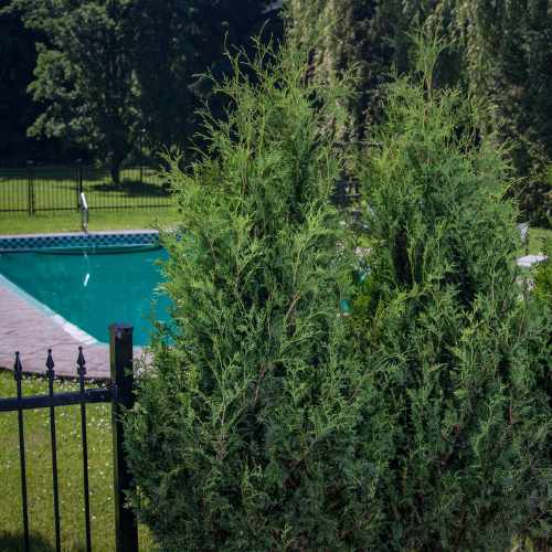 Sasquatch&reg; Dark Green Cedar