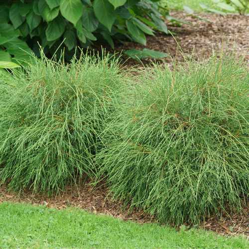 Whip It Good&reg; Cedar