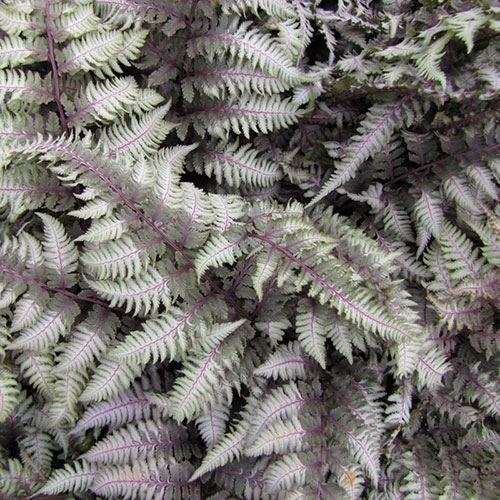 Regal Red Painted Fern