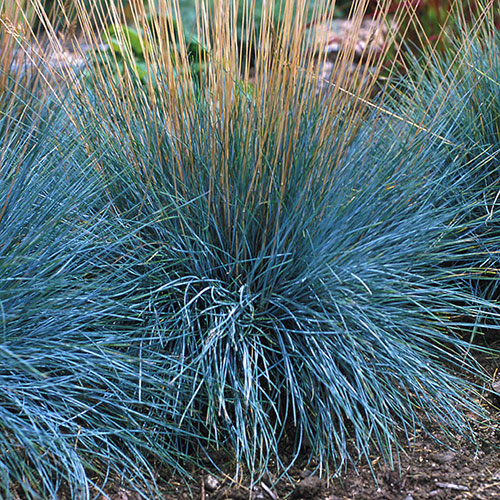 Elijah Blue Fescue