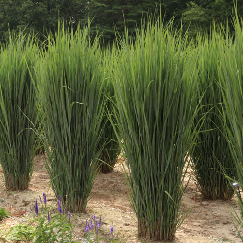 Dream Catcher® Lightning Bolt® Switch Grass