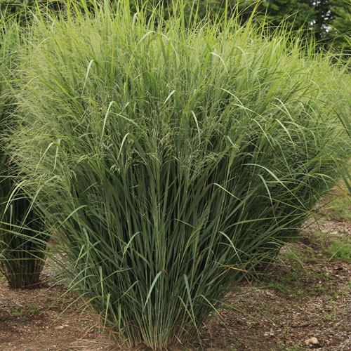 Dream Catcher® Old Faithful® Switch Grass