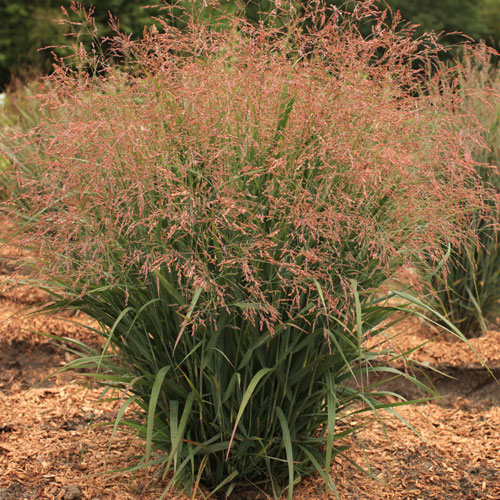 Dream Catcher® Smoky Rose® Switch Grass