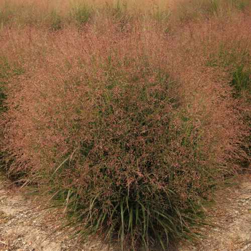 Dream Catcher® Tumbleweed® Switch Grass