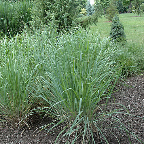 Indian Steel Indian Grass