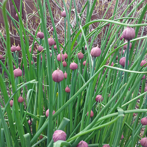 Onion Chives