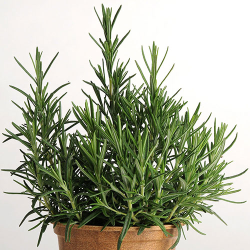 Common Rosemary