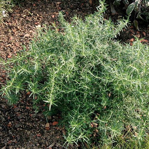 Prostrate Rosemary