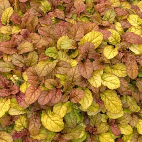 Feathered Friends&trade; Pleasant Pheasant Bugleweed