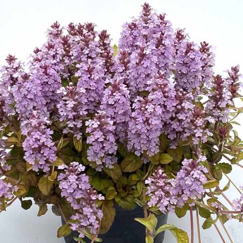 Feathered Friends™ Pink Pelican Bugleweed