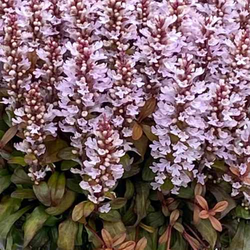Feathered Friends™ Rosy Robin Bugleweed