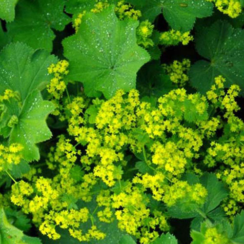 Thriller Lady's Mantle | Vanstone Nurseries