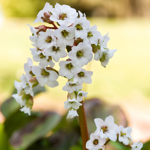 Bressingham White Bergenia | Vanstone Nurseries