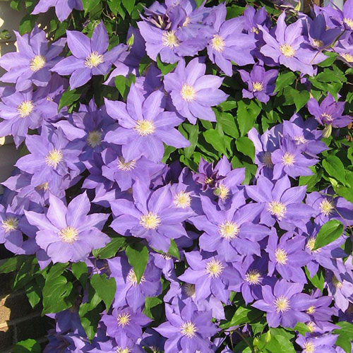 H. F. Young Clematis