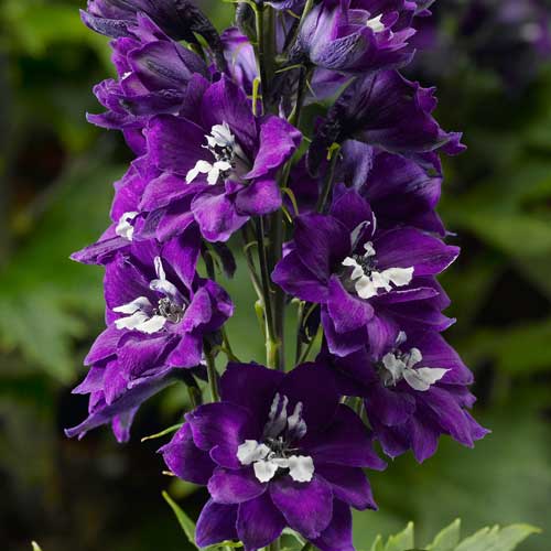 Delphina™ Dark Blue Larkspur