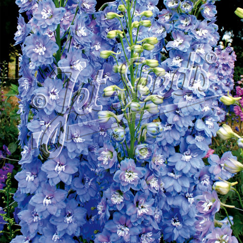 Sunny Skies Larkspur