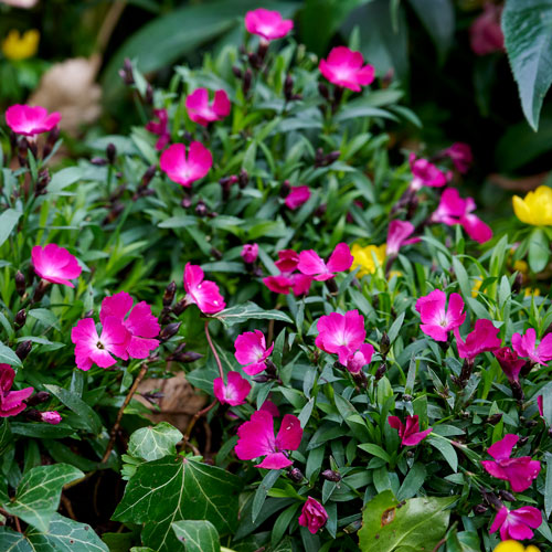 Beauties Rousey Garden Pinks