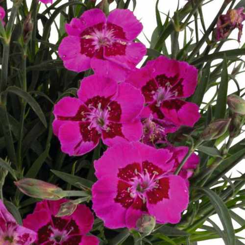 Cliff Pink Spot Dianthus