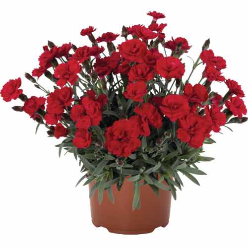 Cliff Red Dianthus
