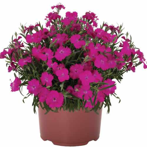 Rock Purple Carnation