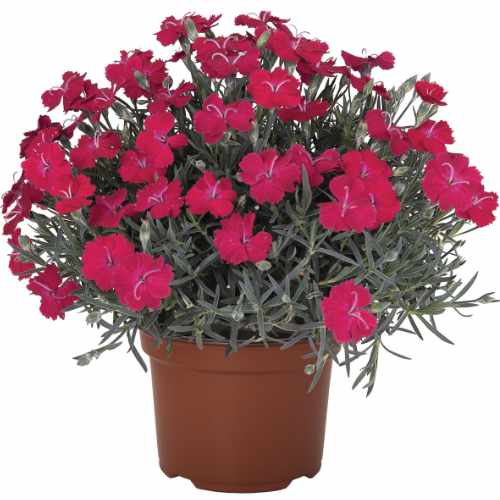 Rock Ruby Carnation