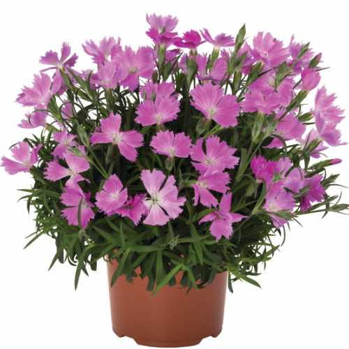 Rock Violet Carnation