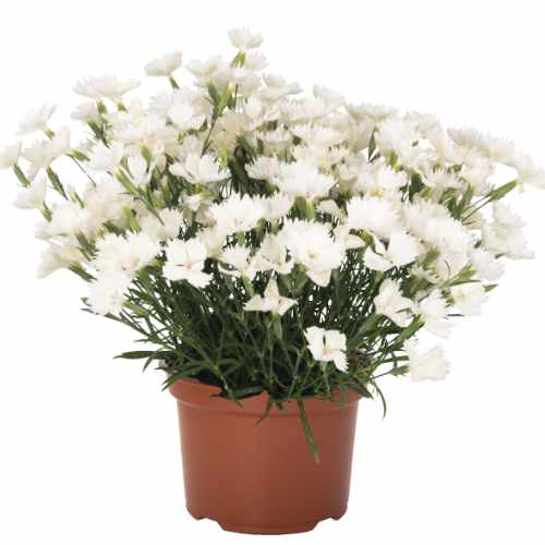 Rock White Carnation