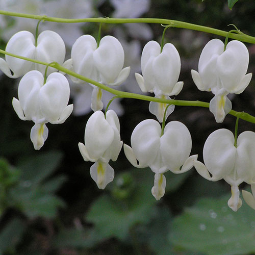 Old Fashioned White Bleeding Heart