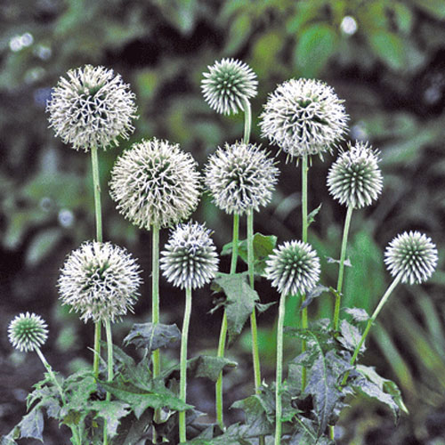 Star Frost Globe Thistle