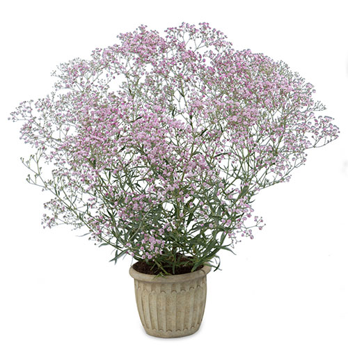 Festival Pink Lady Baby's Breath