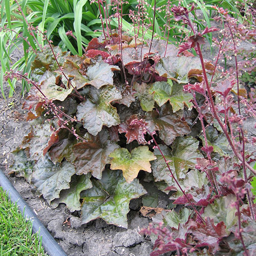 Palace Purple Coral Bells | Vanstone Nurseries